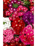 Вербена ампельна|Verbena hybrida|Вербена ампельная